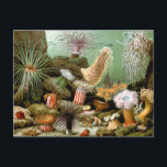 Vintage Meeresanemonen, Meerestiere Postkarte<br><div class="desc">Vintage Darstellung des Meereslebens mit Meeresanemonen von Giacomo Merculiano,  1893. Eine tropische Unterwasserszene mit einer Vielzahl von Meeresanemonen und einer Einsiedlerkrebse in seiner Muschel auf dem Meeresgrund in den Tropen.</div>