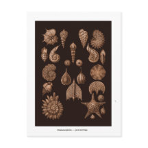 Vintage-Meeresleben-Illustrations-Postkarte