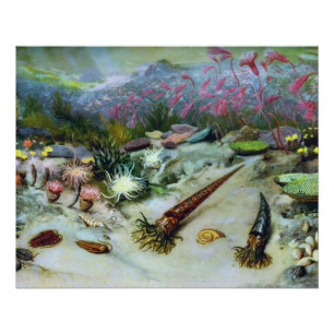 Vintage Meeresleben - Muscheln, Fische, Korallen Poster
