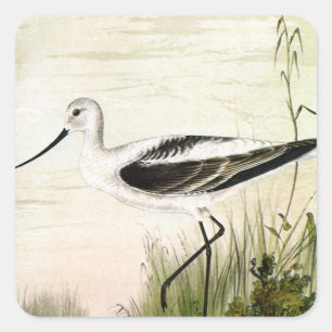 Vintage Meeresleben Strandvögel, Avocet-Vögel Quadratischer Aufkleber