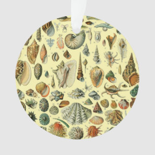 Vintage-Meeresmuschel-Druck Adolphe Millot Küste Ornament