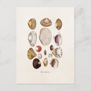 Vintage Meeresmuscheln Personalisierte Retro-Kammm Postkarte