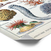 Vintage Meeresmuscheln Poster (Ecke)