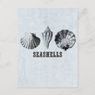 Vintage Meeresmuscheln Postkarte