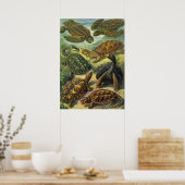 Vintage Meeresschildkröten Land Tortoise von Ernst Poster (Küche)