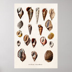 Vintage Meeresschnecken Personalisierte Retro Auge Poster