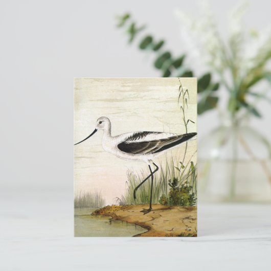 Vintage Meerestiere, Vögel, (Stehend Vorderseite)