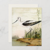 Vintage Meerestiere, Vögel, (Vorne/Hinten)