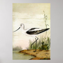 Vintage Meerestiere, Vögel,