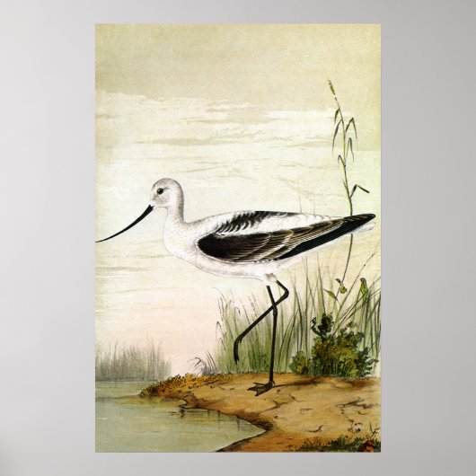 Vintage Meerestiere, Vögel, Poster (Vorne)