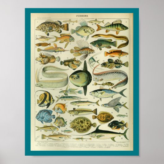Vintage Meereswelt Fisch drucken Poster (Vorne)