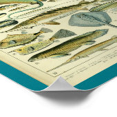 Vintage Meereswelt Fisch drucken Poster (Ecke)