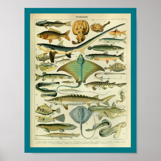 Vintage Meereswelt Fisch drucken Poster (Vorne)