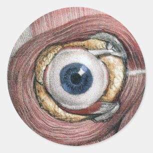 Vintage-Menschliche Anatomie, Augapfel Auge mit Mu Runder Aufkleber