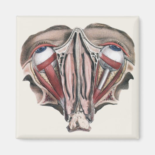 Vintage menschliche Anatomie, Augen Magnet (Vorne)