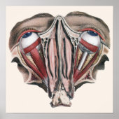 Vintage menschliche Anatomie, Augen Poster (Vorne)