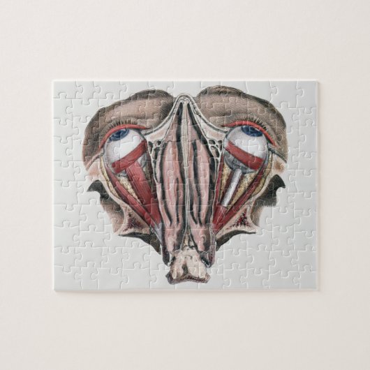 Vintage menschliche Anatomie, Augen Puzzle (Horizontal)