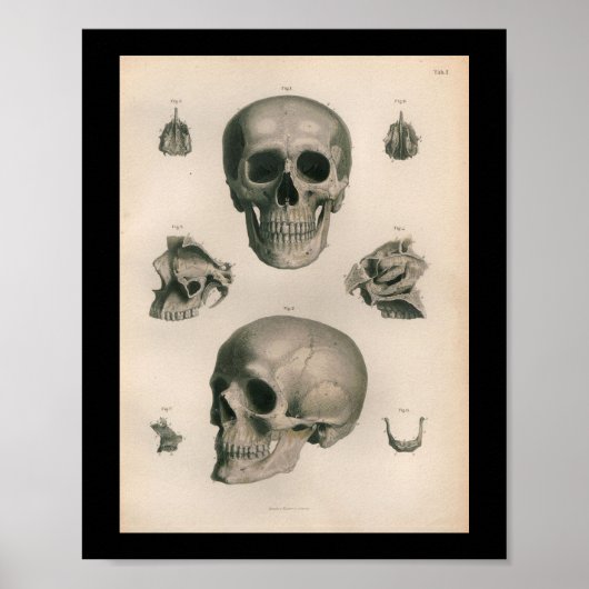 Vintage menschliche Anatomie Druckknochen Poster (Vorne)
