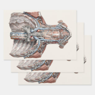 Vintage-Menschliche Anatomie Kehle, Hals, Brust, R Geschenkpapier Set