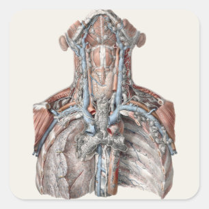 Vintage-Menschliche Anatomie Kehle, Hals, Brust, R Quadratischer Aufkleber