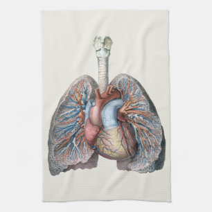 Vintage-Menschliche Anatomie Lungen Herz Organe Bl Geschirrtuch