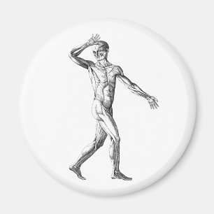 Vintage-Menschliche Anatomie, männliche Körpermusk Magnet