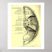Vintage menschliche Anatomie Poster (Vorne)