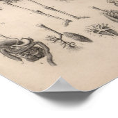 Vintage menschliche Anatomie Skeleton Print Poster (Ecke)