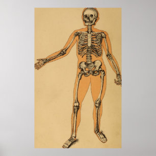 Vintage menschliche Skeleton Illustration (1887) Poster