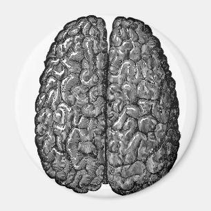 Vintage menschliches Gehirn-Illustration Magnet
