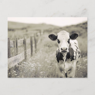 Vintage Milchkuh in einem Feld Postkarte