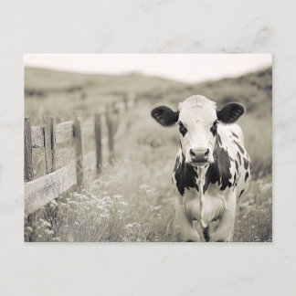 Vintage Milchkuh in einem Feld Postkarte