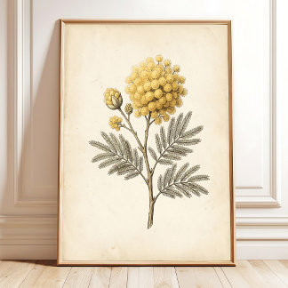 Vintage-Mimosa-Botanischer-Kunst-Canvasdruck Poster