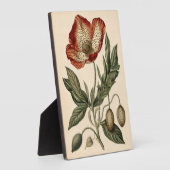 Vintage Mohn Botanical-Illustration Fotoplatte (Seite)