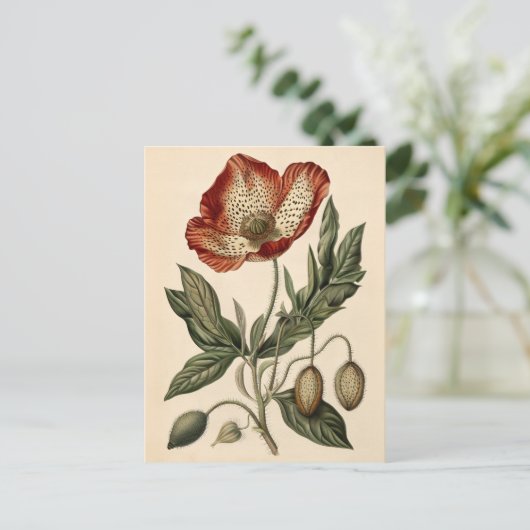 Vintage Mohn-Illustration Postkarte (Stehend Vorderseite)