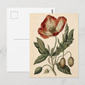 Vintage Mohn-Illustration Postkarte (Vorne/Hinten)