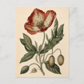 Vintage Mohn-Illustration Postkarte (Vorderseite)