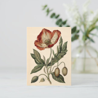 Vintage Mohnblende Postkarte