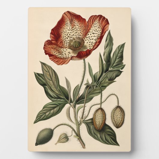 Vintage Mohnblüte Fotoplatte (Vorderseite)