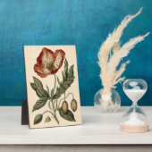 Vintage Mohnblüte Fotoplatte (Seite)