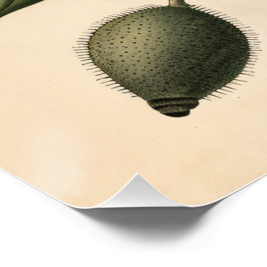 Vintage Mohnblütendekoutierung Poster (Ecke)