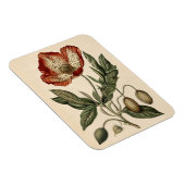 Vintage Mohnbotanische Illustration flexibel Magnet (Rechte Seite)