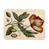Vintage Mohnbotanische Illustration flexibel Magnet (Horizontal)