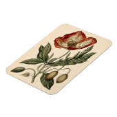 Vintage Mohnbotanische Illustration flexibel Magnet (Linke Seite)