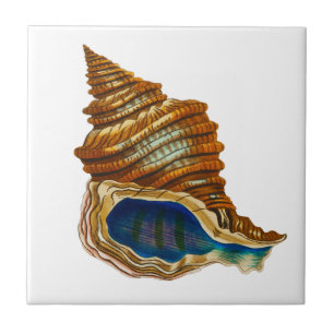 Vintage Molluske-Schale von George Shaw Fliese