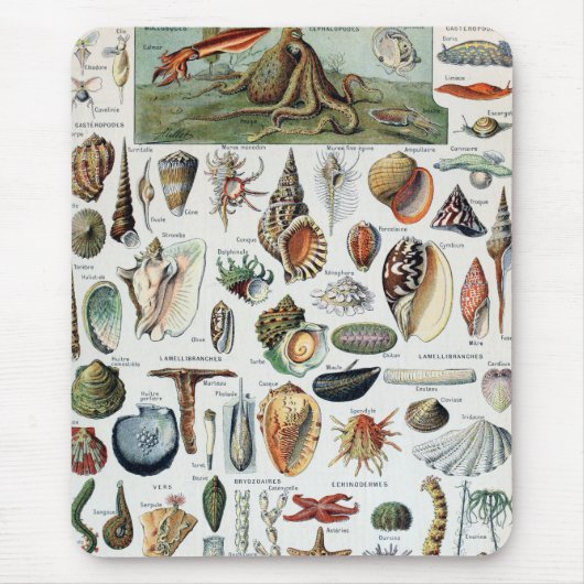Vintage Mollusken-Muscheln Mousepad (Vorne)