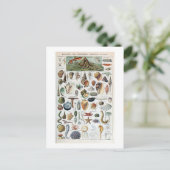 Vintage Mollusken-Muscheln Postkarte (Stehend Vorderseite)