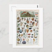 Vintage Mollusken-Muscheln Postkarte (Vorne/Hinten)