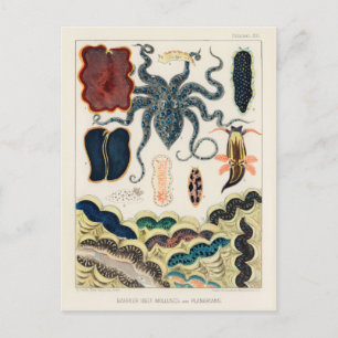 Vintage Mollusken und Planarien des Great Barrier Postkarte