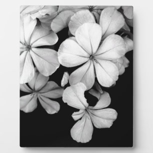 Vintage-Monochrome-Plumbago-Kunstwerk Fotoplatte